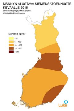 Kuva 5. Männyn alustava siemensatoennuste keväälle 2016.