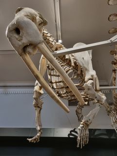 Luonnontieteellisen keskusmuseon perusnäyttelyssä on nykyisin esillä yli 170 vuotta sitten yliopistolle lahjoitettu mursu. Lahjoittajaksi mainitaan amiraali Arvid Etholén, joka oli venäläis-amerikkalaisen kauppakomppanian johtaja eli "Alaskan kuvernööri" 1840-luvulla. Kuva: Johanna Salminen