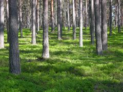 Deep FRST soveltuu metsänhoidon optimointiin Suomen lisäksi esimerkiksi Ruotsissa ja Kanadassa. Kuva: Olli Tahvonen