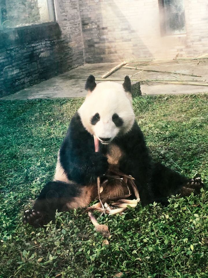 Urospanda Huá Bào on utelias ja eläväinen panda, jonka ruokahalu on kohdillaan. Kuva: Anna Palmroth