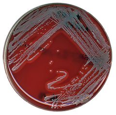 MRSP-bakteerikasvustoa maljalla. Kuva: Thomas Grönthal.