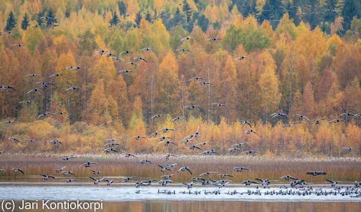 Valkoposkihanhia Sääperillä 29.9.2021. Kuva: Jari Kontiokorpi / Pohjois-Karjalan ELY-keskus.