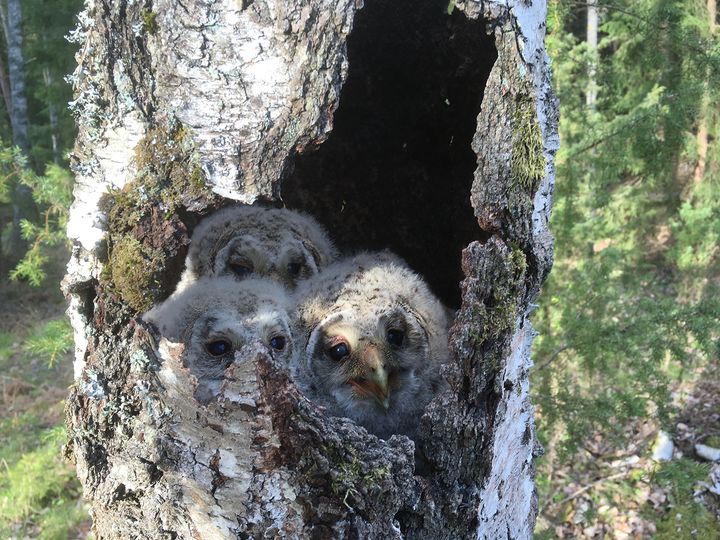 Slaguggla, Strix uralensis. Photo: Aleksi Lehikoinen