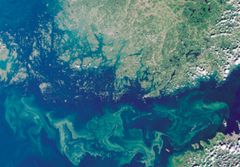 Näringsavrinning effektiverar tillväxten av blågrönalger. I augusti observerades rikligt med blågrönalger i Finlands kustområden och Finska viken. Innehåller redigerade Copernicus-data & USGS/NASA Landsat program data, SYKE 09.8.2022.
