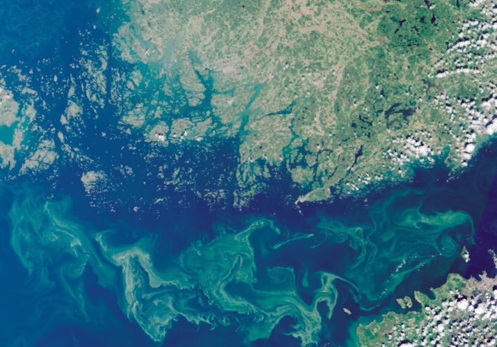 Näringsavrinning effektiverar tillväxten av blågrönalger. I augusti observerades rikligt med blågrönalger i Finlands kustområden och Finska viken. Innehåller redigerade Copernicus-data & USGS/NASA Landsat program data, SYKE 09.8.2022.