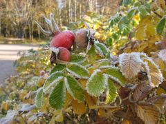 Pensas kävely- ja pyörätien laidalla, kuvaaja Vesa Kattilakoski.