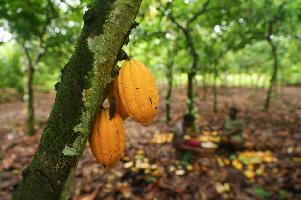 Reilu kauppa _Ghana_Cocoa_kuvaaja Nipah Dennis