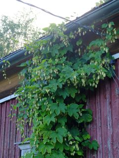 Suomalaista humalaa löytyy esimerkiksi vanhoista puutarhoista. (Kuva: Jouni Hakalahti)