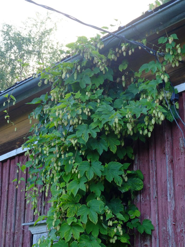 Suomalaista humalaa löytyy esimerkiksi vanhoista puutarhoista. (Kuva: Jouni Hakalahti)