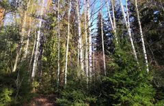 Ett för tätt trädbestånd och en riklig granskog med undervegetation försämrar hasselbuskarnas levnadsmöjligheter.