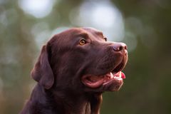 Labradorinnoutajan suosiolle ei näy loppua. Kuva: Jukka Pätynen