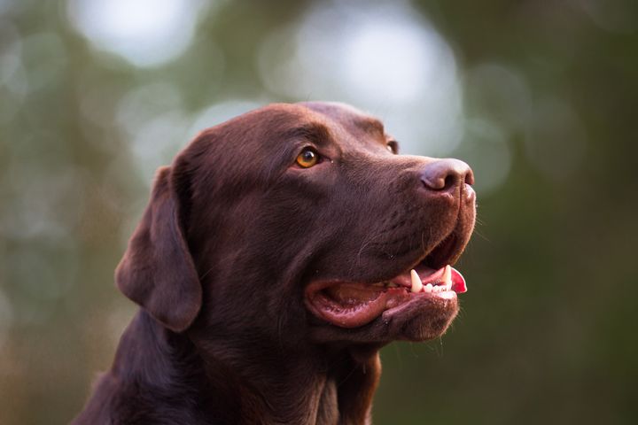 Labradorinnoutajan suosiolle ei näy loppua. Kuva: Jukka Pätynen