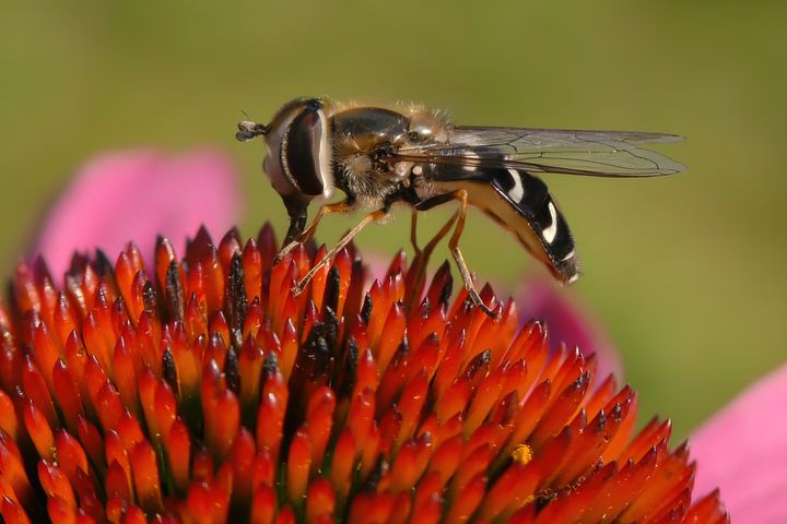 Scaeva pyrastri, kalvasisokirvari. Kuvaaja: Miikka Friman/Luomus