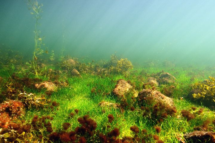 Terve ja monimuotoinen matalan veden vyöhyke Suomenlahdella. Kuvassa näkyy puhtaita rakkohauruja, vesikasveja, punaleviä sekä limoittumattomia kiviä. Kuvaaja: Mats Westerbom.
