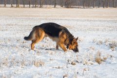 Saksanpaimenkoira. Kuva: Mostphotos.