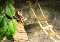 Erakkoravun viidakkoseikkailu