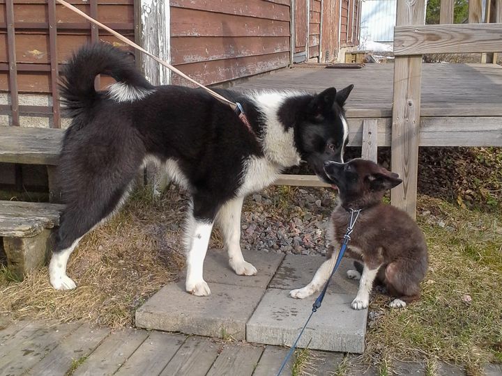 10 kuukautta vanhat karjalankarhukoiranpennut Priha ja Hippa samasta pentueesta. Pienikokoinen Hippa kärsii hypopituitarismista. Kuvaaja: Noora Kaikkonen.