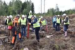 Kokousvieraat istuttivat kuusentaimia mäntsäläläiselle hakkuuaukolle.