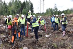 Kokousvieraat istuttivat kuusentaimia mäntsäläläiselle hakkuuaukolle.