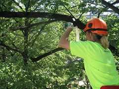 Helsingin kaupungin arboristi leikkaa katupuiden oksia. Kuva Lauri Asanti.