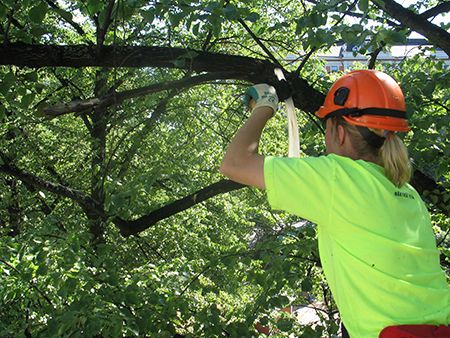 Helsingin kaupungin arboristi leikkaa katupuiden oksia. Kuva Lauri Asanti.