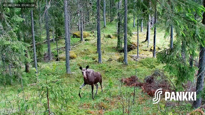 Hirvi metsässä