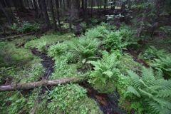 Naturlig gungflykälla i Raseborg. Bild: Aki Janatuinen