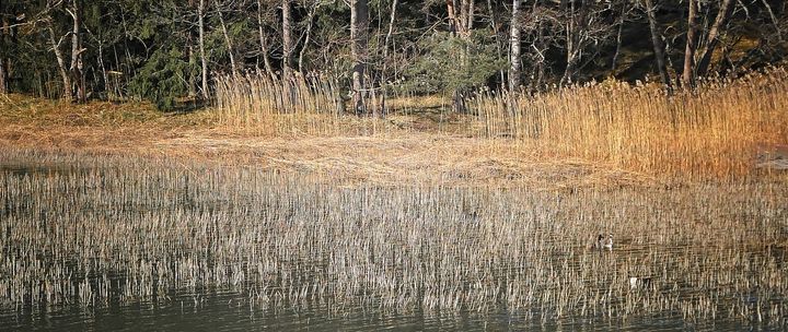 Vesikasvit ovat merkittävä osa järviluontoa. Kaislikot tarjoavat suojaa mm. vesilinnuille. Kuva: Ilkka Elo / Pohjois-Karjalan ELY-keskus.