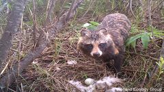 Supikoira tuhoamassa sorsan keinopesään lintuvesien suojeluohjelmaan kuuluvan Kevätön-järven rannalla. Kuva: Kosteikkoekologian tutkimusryhmä, Helsingin yliopisto