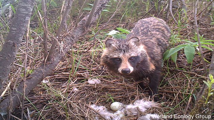 Supikoira tuhoamassa sorsan keinopesään lintuvesien suojeluohjelmaan kuuluvan Kevätön-järven rannalla. Kuva: Kosteikkoekologian tutkimusryhmä, Helsingin yliopisto