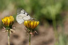 Pikkuapollo, Parnassius mnemosyne, on luokiteltu vaarantuneeksi lajiksi. Kuva: Pekka Malinen (CC BY-NC-4.0)