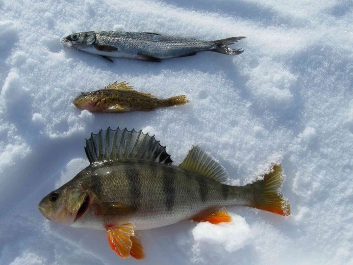 Kalojen elohopeapitoisuus on korkeimmillaan talvella kutuajan läheisyydessä ja alimmillaan kasvukauden päättyessä syksyllä. Kuva: Kimmo Kahilainen.