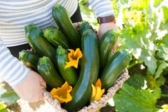 Kuva: Kankaanrannan Vihannes Ky/SOK