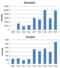 Tornion- ja Simojokien havaitut nousulohimäärät. Seuranta aloitettiin Simojoella vuonna 2008 ja Tornionjoella vuonna 2009.