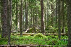 Aarnimetsää Evon Kotisella. © Riku Lumiaro