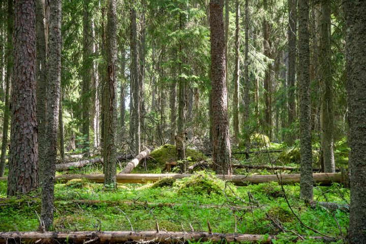 Aarnimetsää Evon Kotisella. © Riku Lumiaro