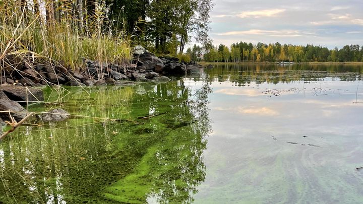 Kuopion Pirttilahdella oli tiistaina runsaasti rantaan ajautuneita sinilevälauttoja.