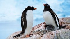 Antarktiksen pingviinit ovat luontaisen vihollisen puutteessa pelottomia ja tulevat mielellään ihmisten luo.