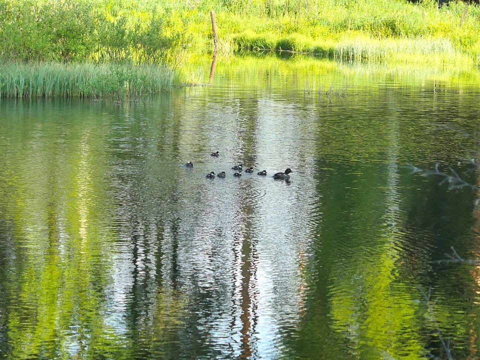 Telkkäpoikue Polaria-kosteikolla