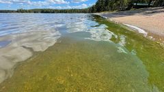 Levätilanne on selvästi huonompi kuin aiempina leväseurantavuosina.