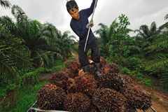 Mondelez International´s sustainable palm oil action plan is the latest step in its long-term commitment to only buy palm oil that´s produced on legally held land; doesn´t lead to deforestation or loss of peat land; respects human rights, including land rights; and doesn´t use forced or child labor. (photo: think4photop) (PRNewsFoto/Mondelez International, Inc.) Source: Mondelēz International, Inc.