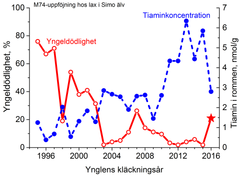 På bilden visas yngeldödligheten hos laxen i Simo älv vid provinkuberingar åren 1995–2015 och motsvarande tiaminkoncentration i rommen föregående höst – dvs. tiaminkoncentrationen i rommen hösten 2015 vid år 2016. Av de 19 honor som man fick som prover hösten 2015 anges med en asterisk den högsta andelen vars avkomma lider av tiaminbrist i vår.