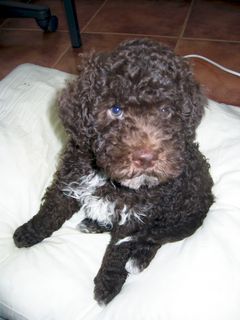 Lagotto Romagnolo pentu.