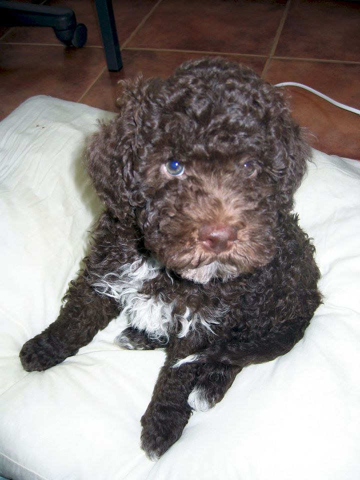 Lagotto Romagnolo pentu.