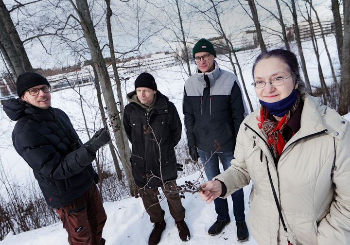 Heiltä kannattaa kysyä: Heikki Helle (vas.), Timo Marjomäki, Jari Haimi ja Minna-Maarit Kytöviita tietävät, tapahtuuko luonnossa tavallisia vai erikoisia asioita juuri nyt. Kuva: Jyväskylän yliopisto