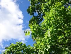 Ilmastokestävän metsätalouden tulee pohjautua monitieteiseen ymmärrykseen metsän ekologiasta, hoidosta ja taloudesta.