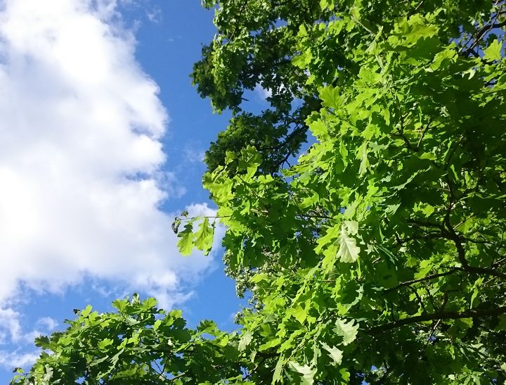 Ilmastokestävän metsätalouden tulee pohjautua monitieteiseen ymmärrykseen metsän ekologiasta, hoidosta ja taloudesta.