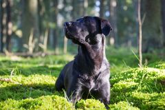 Årets militärhund 2017 är labrador retrievern Helmi. Bild: Kennelliitto/Jukka Pätynen