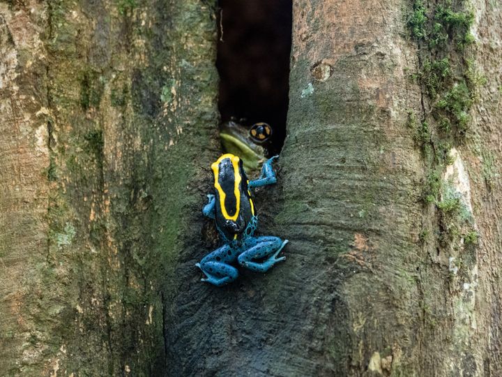 Sammakkokoiraita löydettiin kuljettamassa nuijapäitään yli 20 metriä korkeudessa maantasoon verrattuna. Kuva: Andrius Pašukonis/ Stanfordin yliopisto