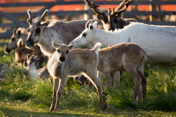 Kuva: Lapin materiaalipankki, Terhi Tuovinen.